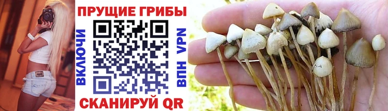 Купить  Ставрополь  Псилоцибиновые грибы MAGIC MUSHROOMS 